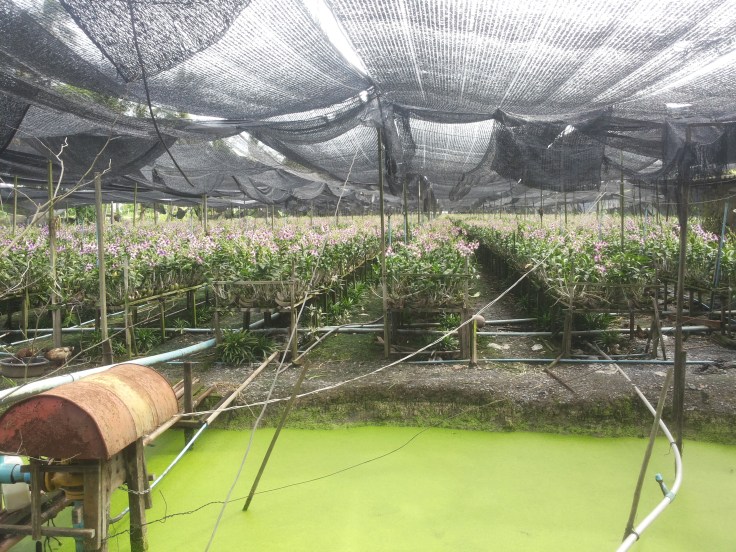 De orchidee wordt veel gebruikt als offer, er is dus genoeg vraag naar deze bloem