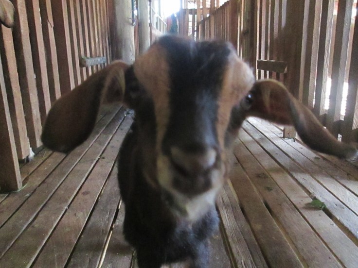 Zo'n koppie kan je toch niet weerstaan!